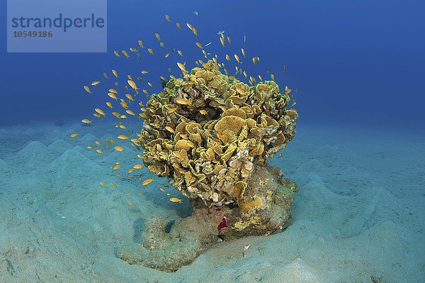 Einzelne Koralle (Corallum) auf dem sandigen Meeresboden  Rotes Meer  Abu Dabab  Ägypten  Afrika