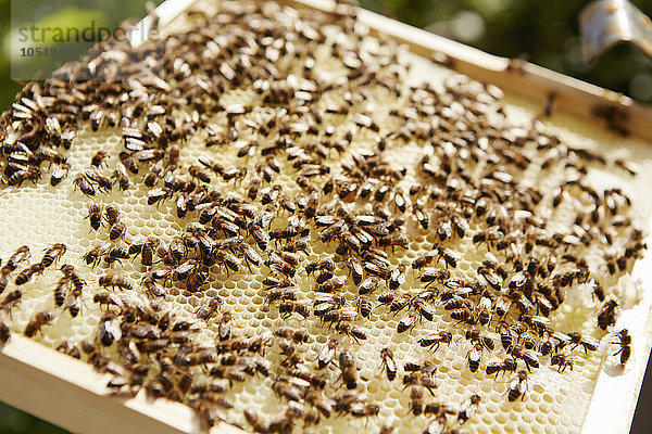 Ein mit Bienen bedeckter Bienenstock-Super- oder Holzrahmen.