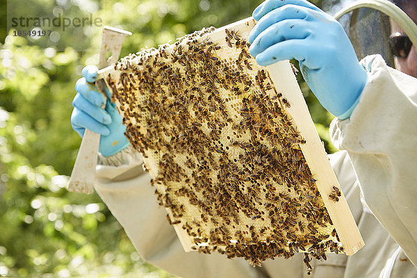 Ein Imker hält einen hölzernen  mit Bienen bespannten Bienenstockrahmen.