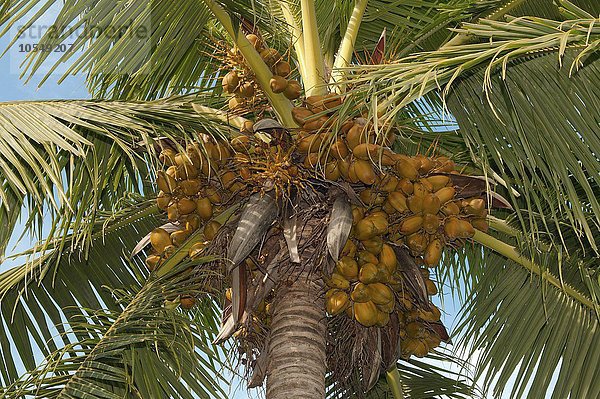 Reife Kokosnüsse auf einer Palme  Malediven  Asien