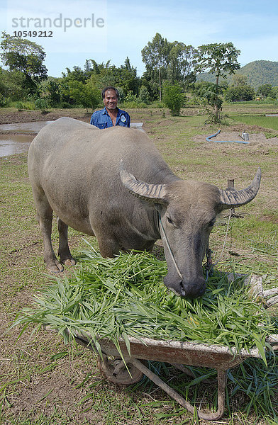 Ein thailändischer Landwirt füttert einen Wasserbüffel (Bubalus bubalis  syn. Bubalus arnee) mit Gras  Loei Provinz  Thailand  Asien