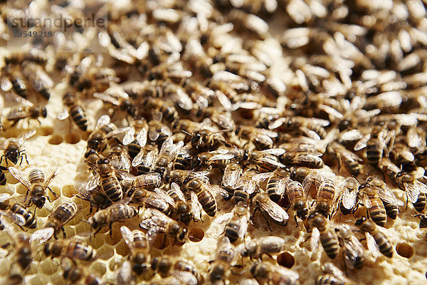 Bienen arbeiten an einer Wabe in einem Bienenstock.