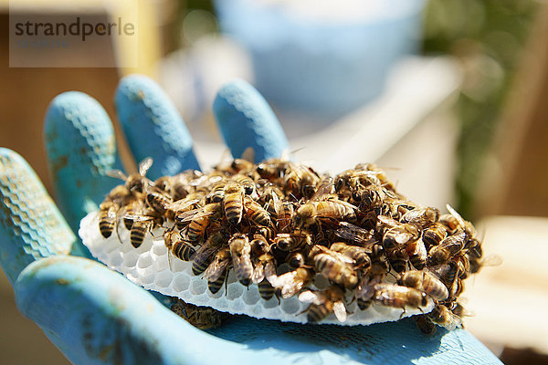 Eine Hand hält eine kleine Plastikwabenform  die mit Honigbienen bedeckt ist.