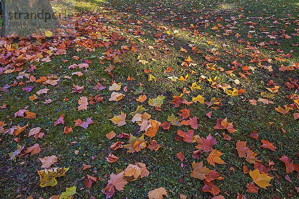 Ahornlaub (Acer)  Blätter liegen am Boden im Herbst  Bayern  Deutschland  Europa