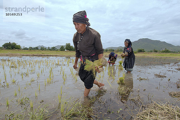 Tai Dam-Bauern beim Pflanzen von Reissetzlingen  Loei Provinz  Thailand  Asien