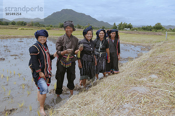 Tai Dam-Bauern beim Pflanzen von Reissetzlingen  Loei Provinz  Thailand  Asien