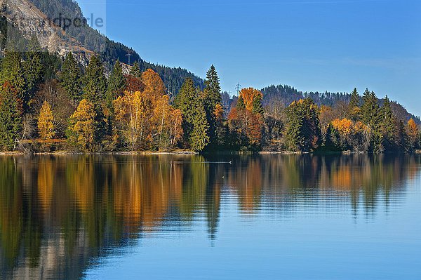 Bunte Herbstlandschaft  Spiegelung im Walchensee  Jachenau  Bayern  Oberbayern  Deutschland  Europa