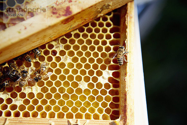 Eine Gruppe von Bienen auf einem Holzrahmen oder Super mit Wabenstruktur.