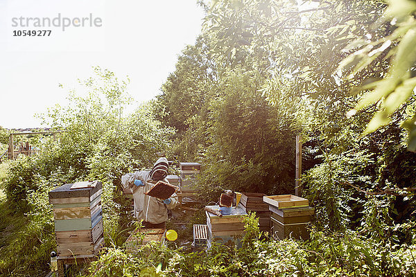 Ein Imker in Schutzanzug und Gesichtsbedeckung bei der Inspektion der Rahmen seiner Bienenstöcke.