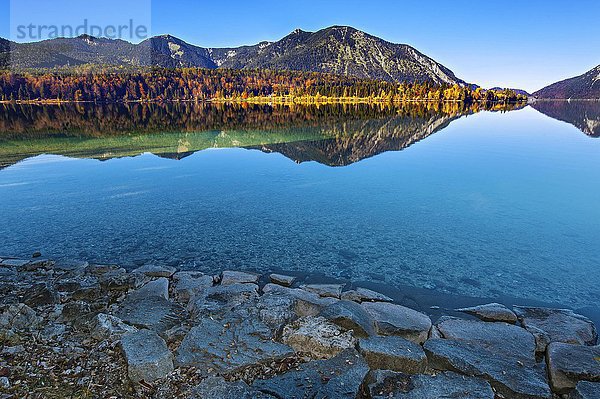 Herbstlandschaft  Spiegelung im Walchensee  Jachenau  Bayern  Oberbayern  Deutschland  Europa