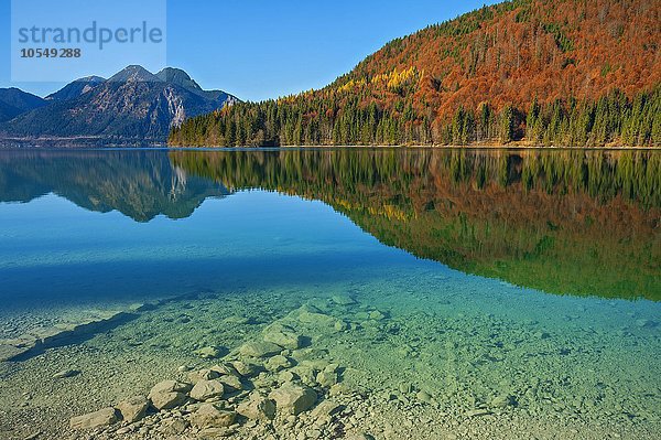 Herbstlandschaft  Walchensee mit Herzogstand  Jachenau  Bayern  Oberbayern  Deutschland  Europa