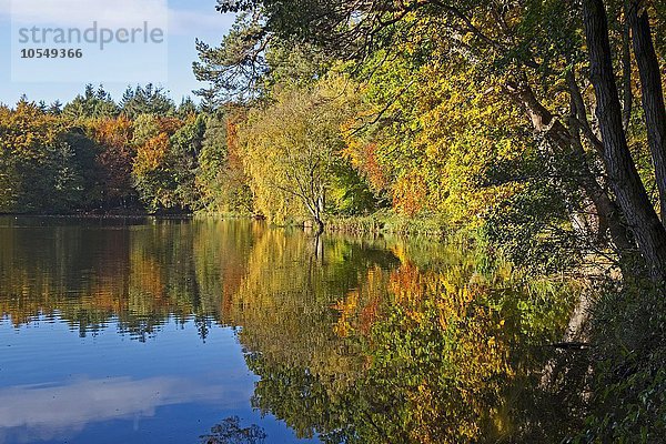 Herbstbäume am Mühlenteich  Obenstrohe  Varel  Friesland  Niedersachsen  Deutschland  Europa