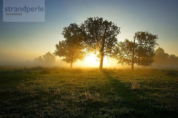Sonne scheint bei Nebel durch Bäume  Naturpark Unteres Saaletal  Sachsen-Anhalt  Deutschland  Europa