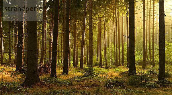 Morgensonne im Fichtenwald (Picea sp.) im Herbst  Saale-Holzland-Kreis  Thüringen  Deutschland  Europa