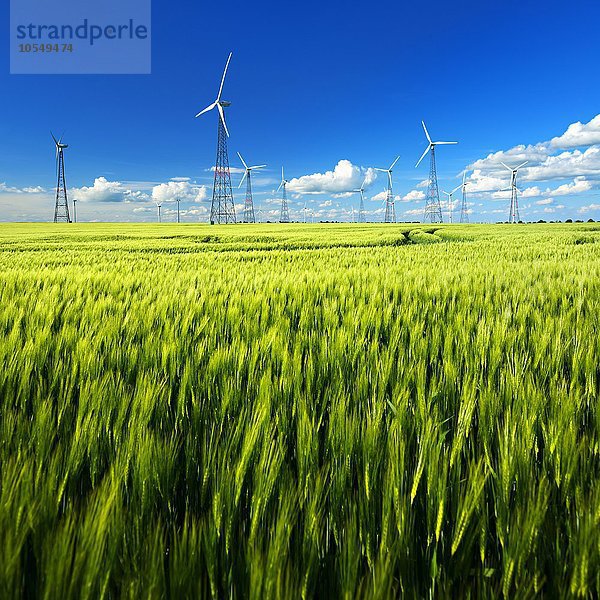 Windkraftanlagen in Gerstenfeld im Frühjahr  blauer Himmel mit Cumuluswolken  Burgenlandkreis  Sachsen-Anhalt  Deutschland  Europa