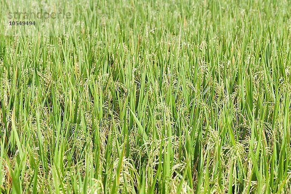 Reispflanzen  Bali  Indonesien  Asien