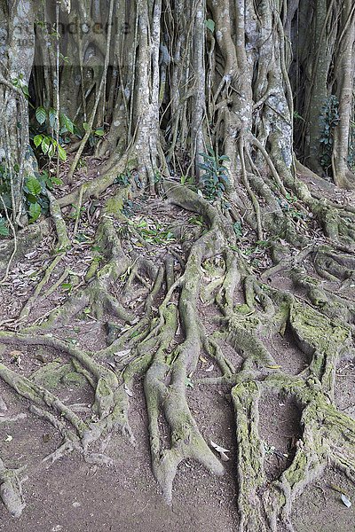Banyan-Feige  auch Banyanbaum oder Bengalische Feige (Ficus benghalensis)  Wurzeln  Bali  Indonesien  Asien