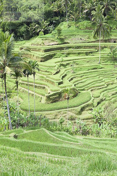 Reisterrassen bei Tegallalang  auch Tegalalang  Bali  Indonesien  Asien