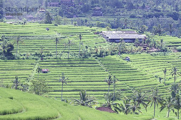 Reisterrassen von Jatiluwih  Bali  Indonesien  Asien