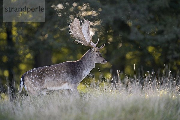 Damhirsch (Dama dama)  kapitaler Hirsch auf einer Waldwiese im Gegenlicht  Seeland  Dänemark  Europa