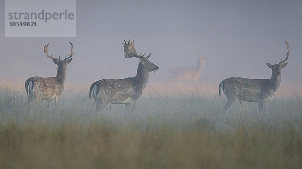 Damhirsch (Dama dama)  Jungtiere auf einer Waldwiese im ersten Licht bei Nebel  Seeland  Dänemark  Europa