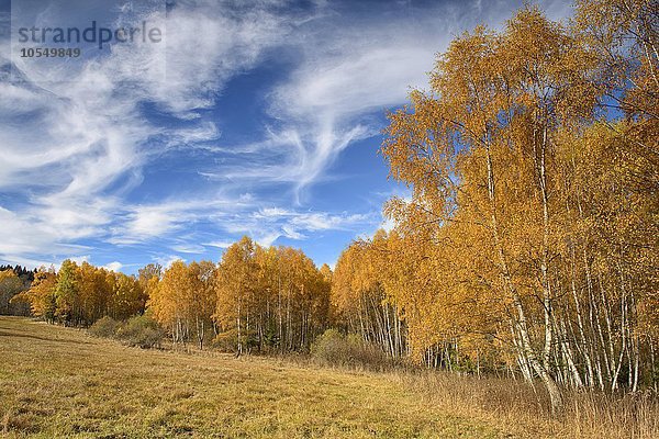 Birken (Betula) im Herbst  Nationalpark Sumava  Böhmerwald  Tschechien  Europa