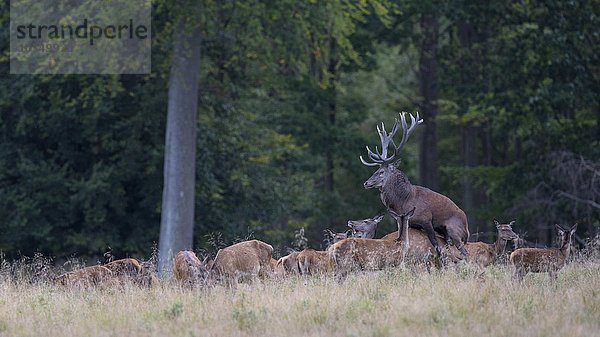 Rothirsch (Cervus elaphus)  Brunfthirsch beim Hirschsprung  Seeland  Dänemark  Europa