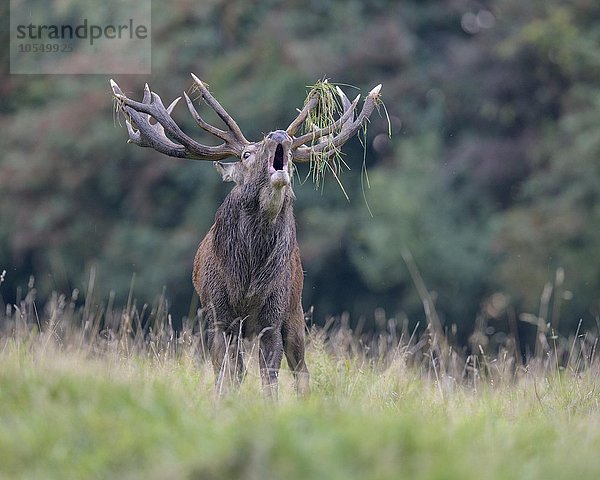 Rothirsch (Cervus elaphus)  am Waldrand röhrender kapitaler Hirsch  mit Gras im Geweih  Seeland  Dänemark  Europa