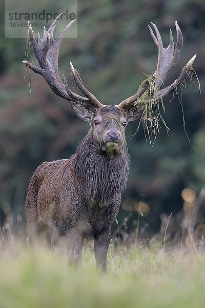 Rothirsch (Cervus elaphus)  am Waldrand stehender kapitaler Hirsch  mit Gras im Geweih  Seeland  Dänemark  Europa