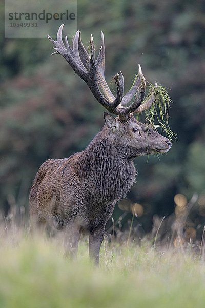 Rothirsch (Cervus elaphus)  am Waldrand stehender kapitaler Hirsch  mit Gras im Geweih  Seeland  Dänemark  Europa