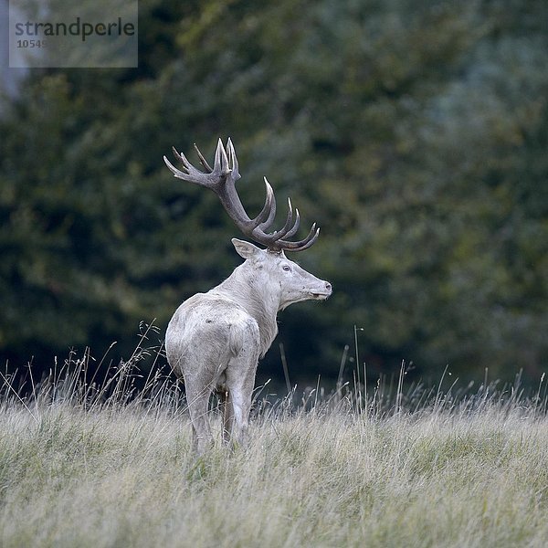 Rothirsch (Cervus elaphus)  weiße Morphe  auf einer Waldwiese stehend  Seeland  Dänemark  Europa