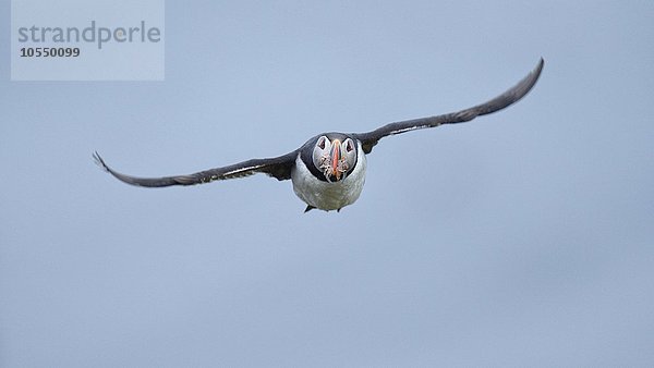 Papageitaucher (Fratercula arctica)  fliegend mit Fisch im Schnabel  Borgarfjördur  Island  Europa