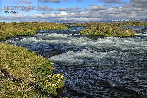 Frühling an der Laxa  Lachsfluss  Myvatn-Gebiet  Island  Europa