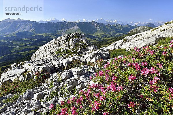 Ausblick auf Brienzer Rothorn und Berner Alpen mit Eiger  Mönch und Jungfrau  Entlebuch  gesehen vom Schrattenfluh  vorne Almrausch (Rhododendron hirsutum)  Kanton Luzern  Schweiz  Europa