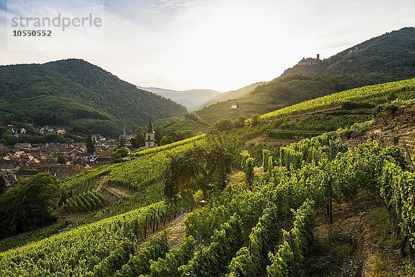 Dorf mit Burgruine in den Weinbergen bei Sonnenuntergang  Ribeauvillé  Département Haut-Rhin  Elsass  Frankreich  Europa