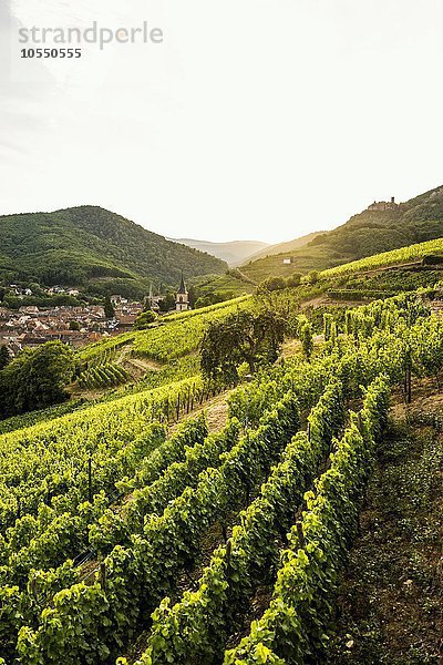 Dorf mit Burgruine in den Weinbergen bei Sonnenuntergang  Ribeauvillé  Département Haut-Rhin  Elsass  Frankreich  Europa