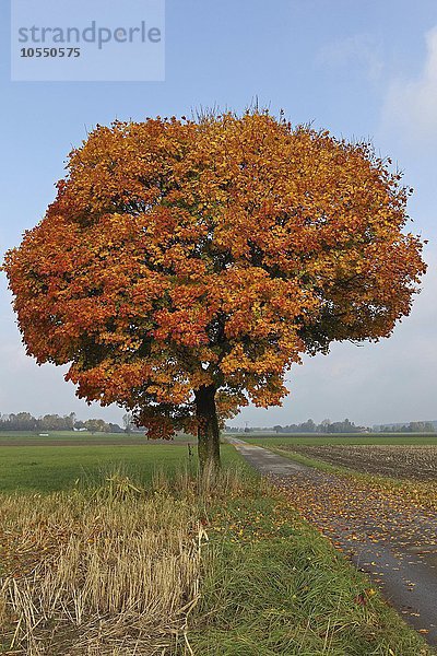 Ahorn  Spitzahorn (Acer platanoides) bunte Herbstfärbung  Feldflur  Allgäu  Bayern  Deutschland  Europa