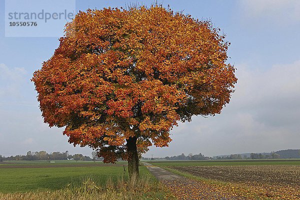 Ahorn  Spitz-Ahorn (Acer platanoides) bunte Herbstfärbung  Feldflur  Allgäu  Bayern  Deutschland  Europa