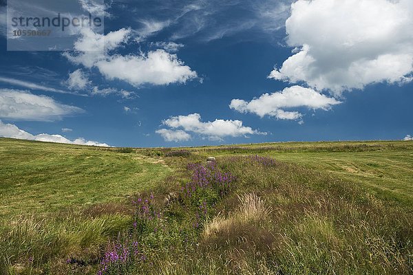 Wiese am Grand Ballon  Großer Belchen  Route des Crêtes  Vogesen  Frankreich  Europa