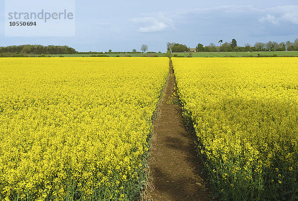 Ein schmaler Fußweg in einem Feld mit reifem Ölraps in voller Blüte.
