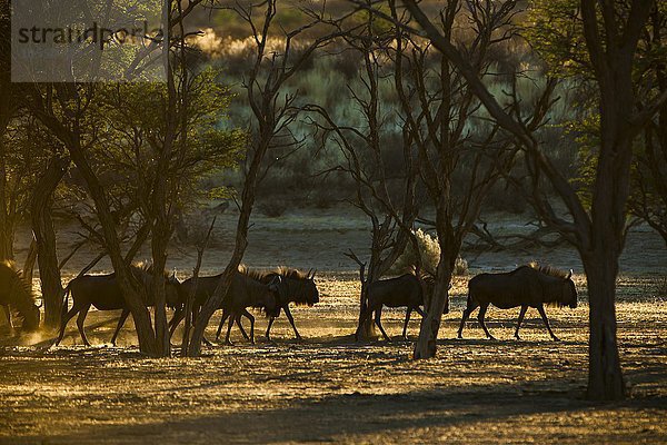 Gnu Antilopen (Connochaetes taurinus)  Herde im Morgenlicht  Kgalagadi Transfrontier Park  Nordkap Provinz  Südafrika