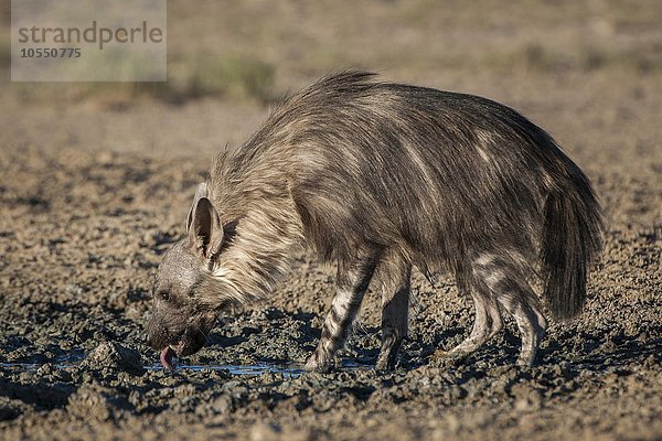 Braune Hyäne (Hyaena brunnea) oder Schabrackenhyäne trinkt an einem Wasserloch  Kgalagadi Transfrontier Park  Nordkap Provinz  Südafrika