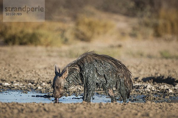 Braune Hyäne (Hyaena brunnea) oder Schabrackenhyäne trinkt nach Schlammbad an einem Wasserloch  Kgalagadi Transfrontier Park  Nordkap Provinz  Südafrika