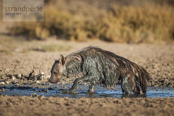 Braune Hyäne (Hyaena brunnea) oder Schabrackenhyäne steht nach einem Schlammbad in einem Wasserloch  Kgalagadi Transfrontier Park  Nordkap Provinz  Südafrika