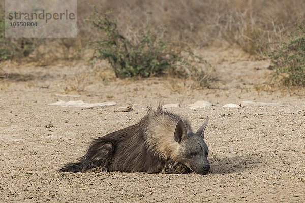 Braune Hyäne (Hyaena brunnea) oder Schabrackenhyäne ruht am Boden  Kgalagadi Transfrontier Park  Nordkap Provinz  Südafrika