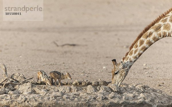 Giraffe (Giraffa camelopardalis) und Schabrackenschakal (Canis mesomelas) trinken an einem Wasserloch  Kgalagadi-Transfrontier-Park  Nordkap Provinz  Südafrika