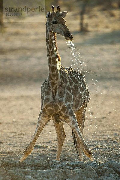 Giraffe (Giraffa camelopardalis) trinkt an einem Wasserloch  Kgalagadi-Transfrontier-Nationalpark  Provinz Nordkap  Südafrika