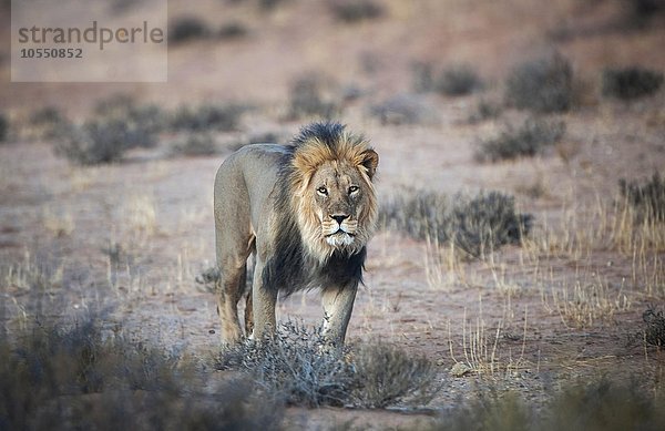 Löwe (Panthera leo)  Männchen  Kgalagadi Transfrontier Park  Nordkap Provinz  Südafrika