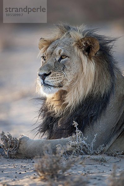 Löwe (Panthera leo) ruht  Kgalagadi-Transfrontier-Nationalpark  Nordkap Provinz  Südafrika