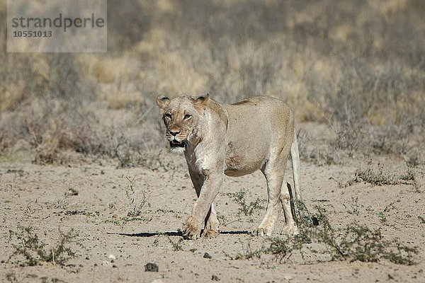 Löwin (Panthera leo) geht  Kgalagadi-Transfrontier-Nationalpark  Nordkap Provinz  Südafrika